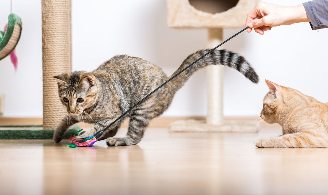 Upgrade Your Cat’s Playtime: Best Toys in Canada 2025