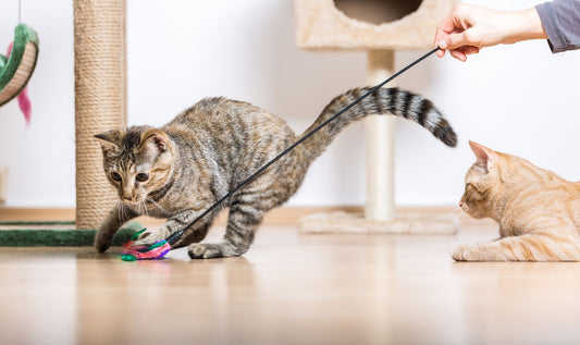 Upgrade Your Cat’s Playtime: Best Toys in Canada 2025