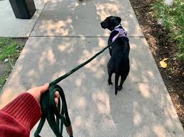 Dog Long Walks Blackwatch Leash